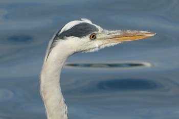 アオサギ 高島水際線公園 2018年11月1日(木)