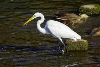 Great Egret(modesta)  玉川(厚木市) Fri, 12/29/2023