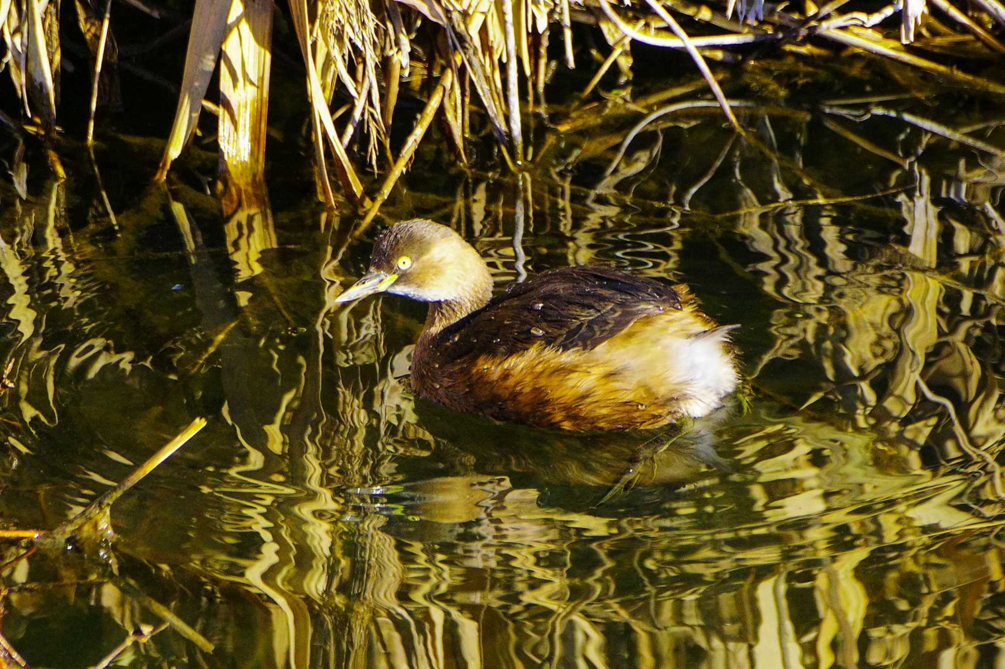 Photo of Little Grebe at 玉川(厚木市) by BW11558