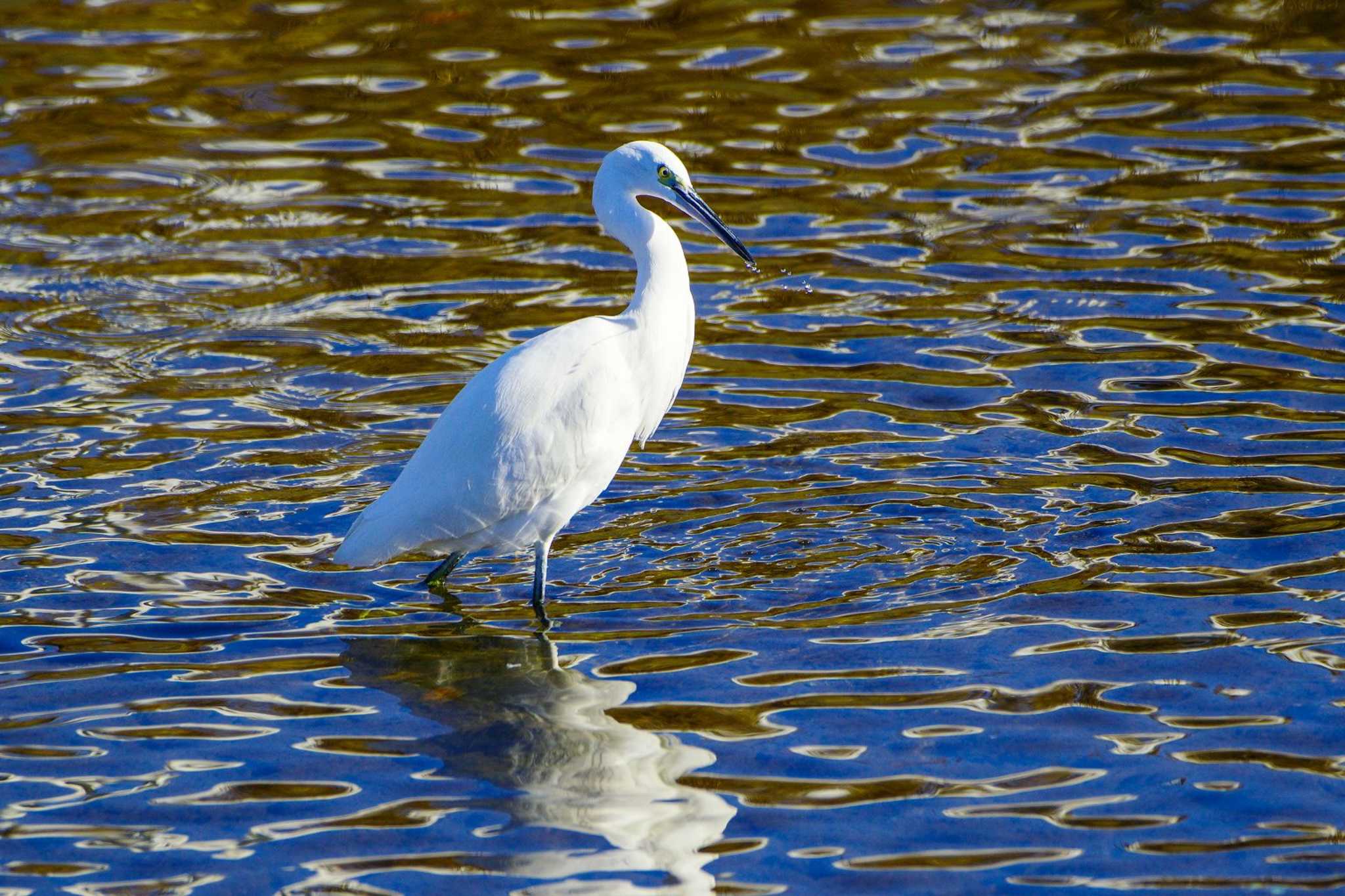 Photo of Little Egret at 玉川(厚木市) by BW11558