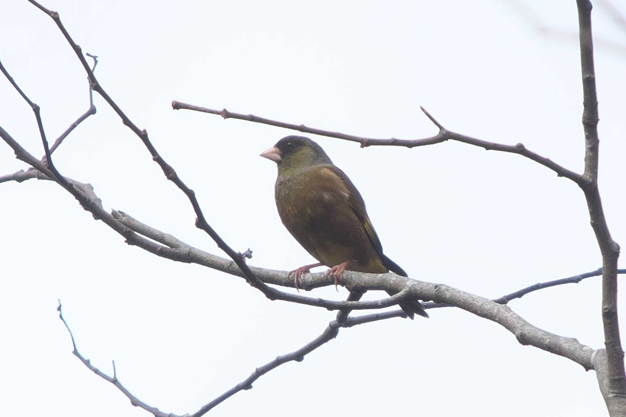 Photo of Grey-capped Greenfinch at 池子の森自然公園 by Y. Watanabe