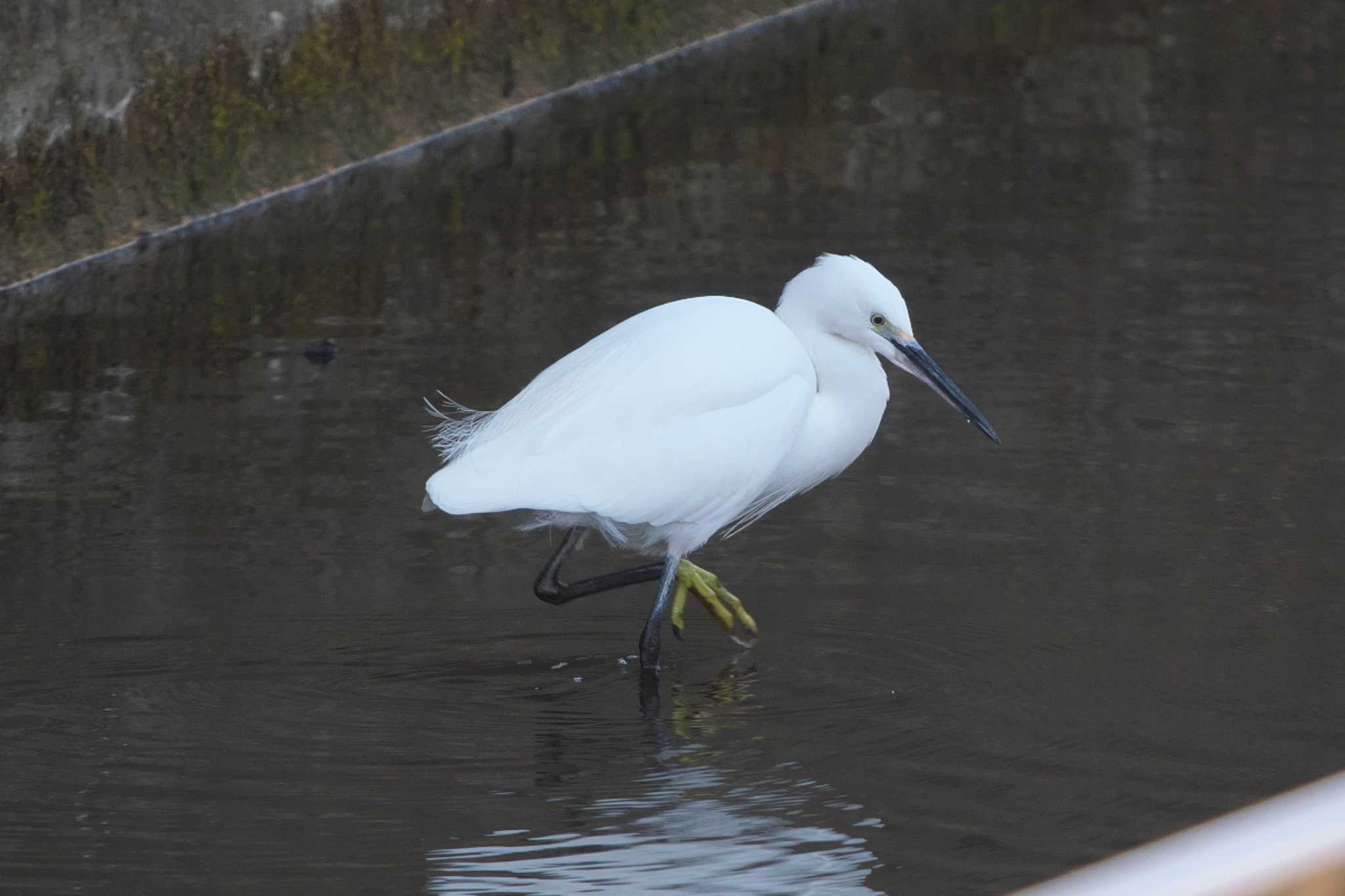 Photo of Little Egret at 池子の森自然公園 by Y. Watanabe