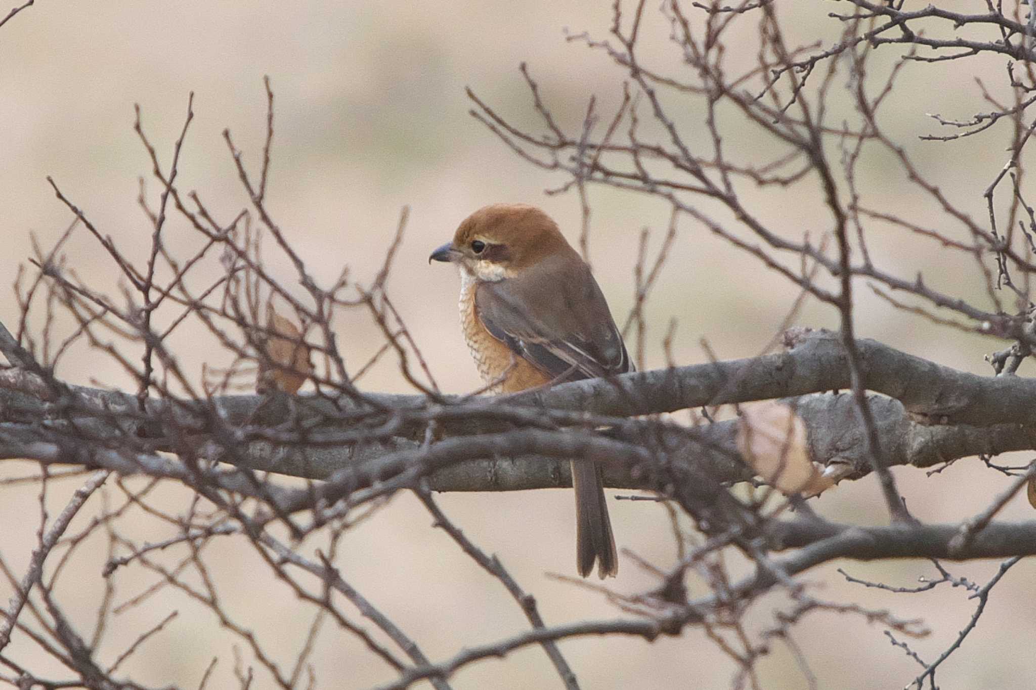 Photo of Bull-headed Shrike at 池子の森自然公園 by Y. Watanabe