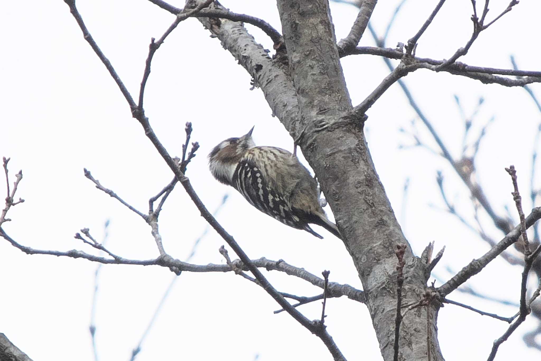 Japanese Pygmy Woodpecker