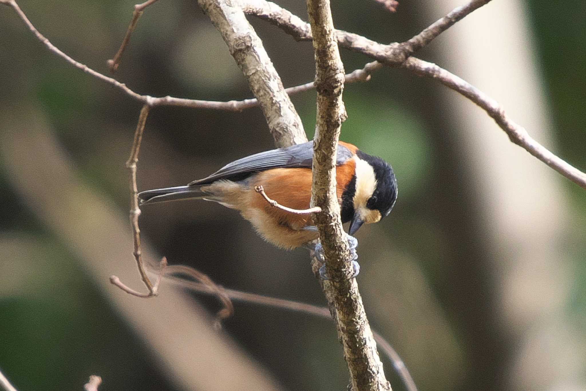 Photo of Varied Tit at 池子の森自然公園 by Y. Watanabe