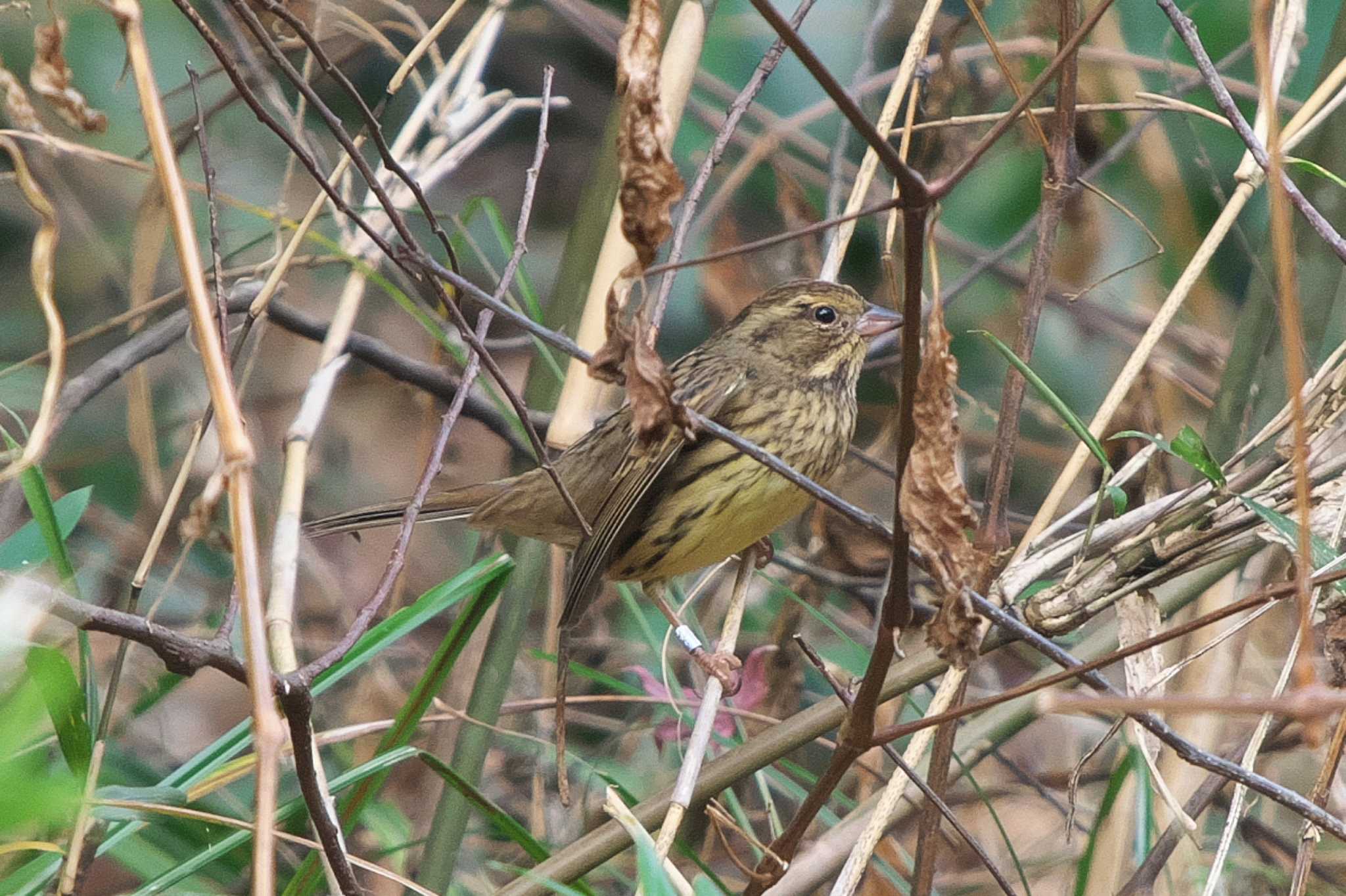 Photo of Masked Bunting at 池子の森自然公園 by Y. Watanabe