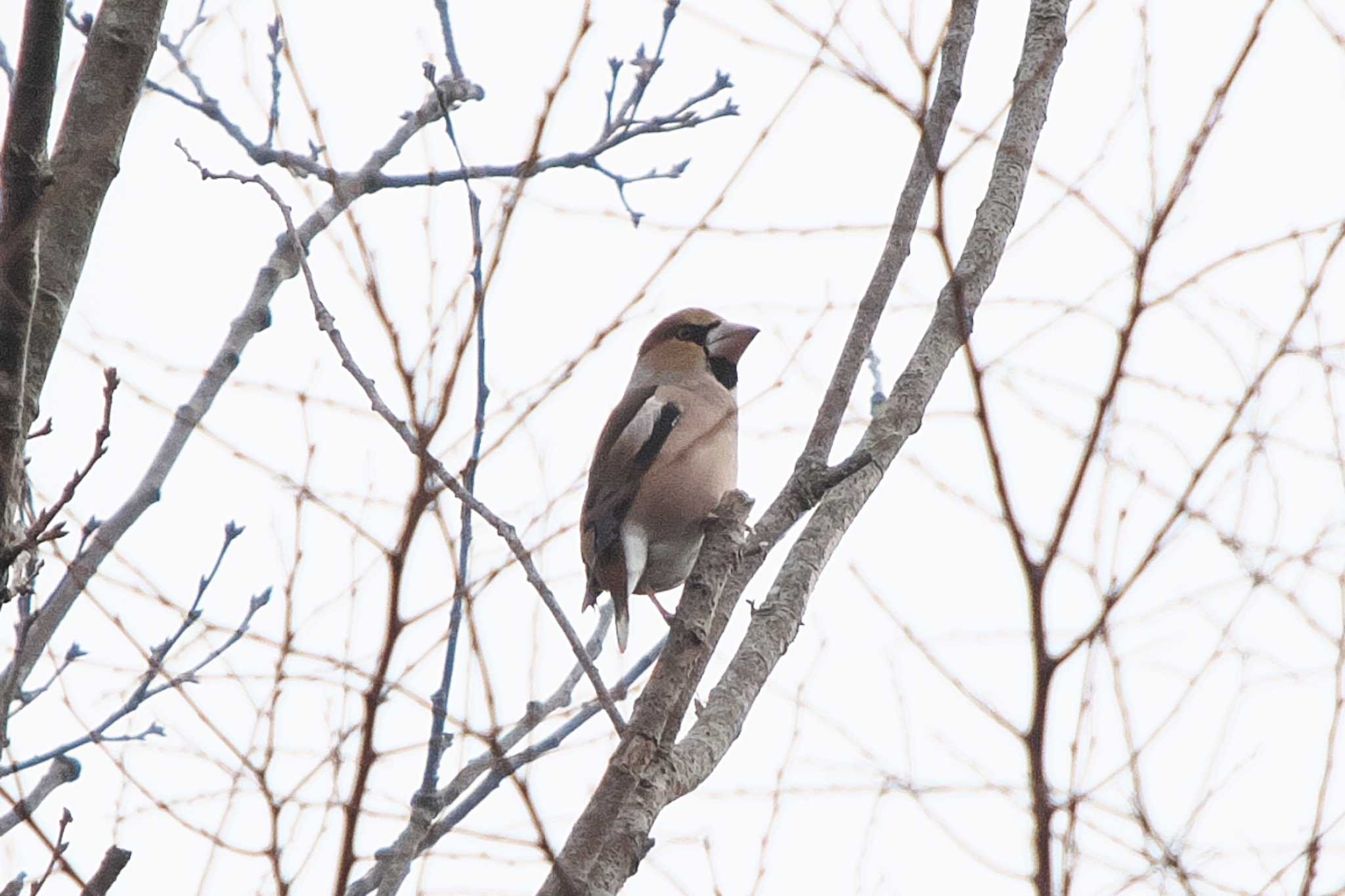 Hawfinch