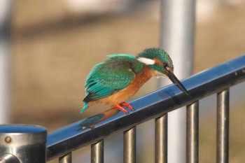 Sun, 1/7/2024 Birding report at 池子の森自然公園