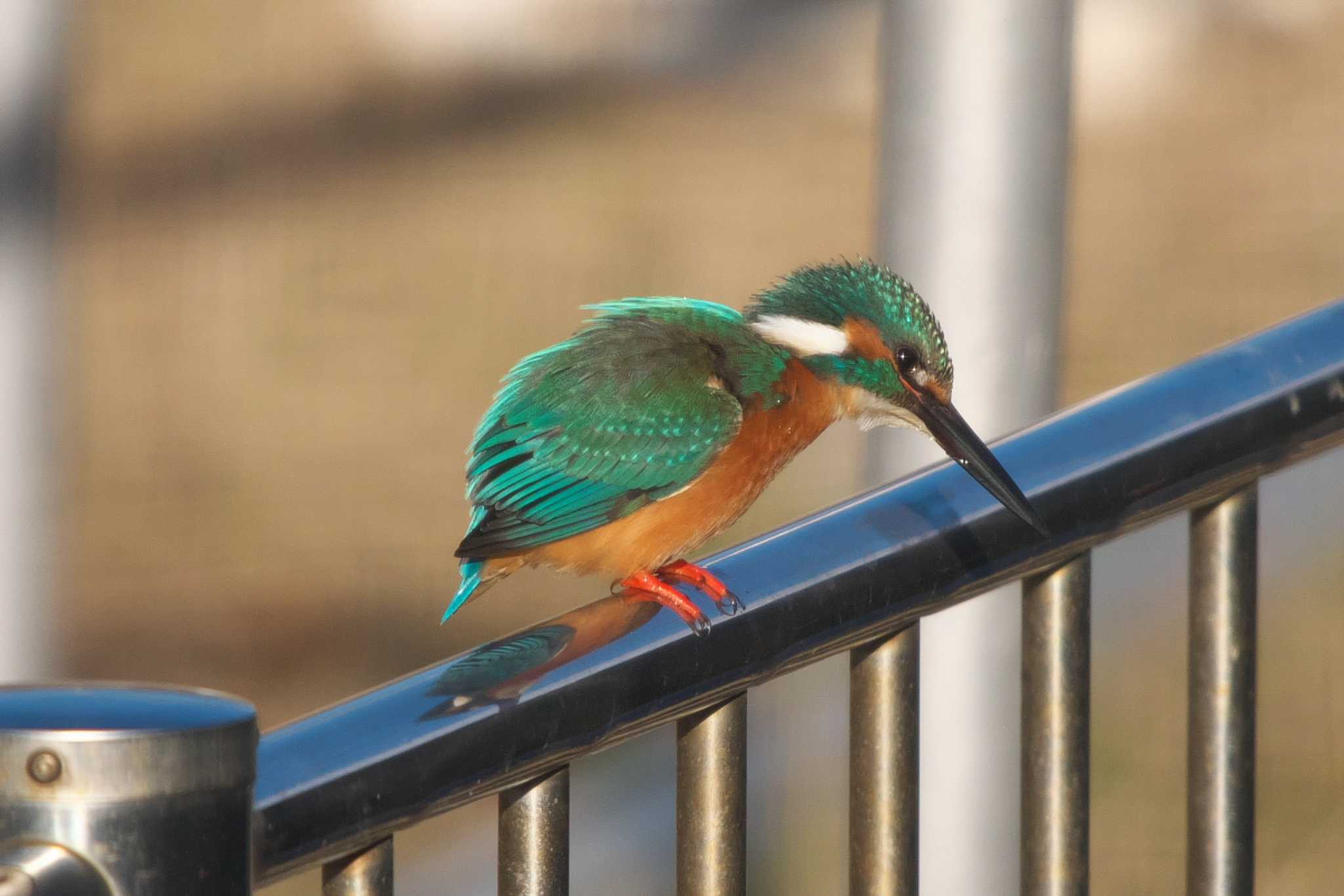 Common Kingfisher