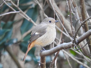 Daurian Redstart Kobe Forest Botanic Garden Mon, 12/25/2023