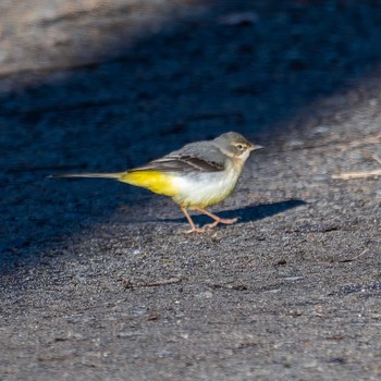 Grey Wagtail Miyagi Kenminnomori Sun, 1/7/2024