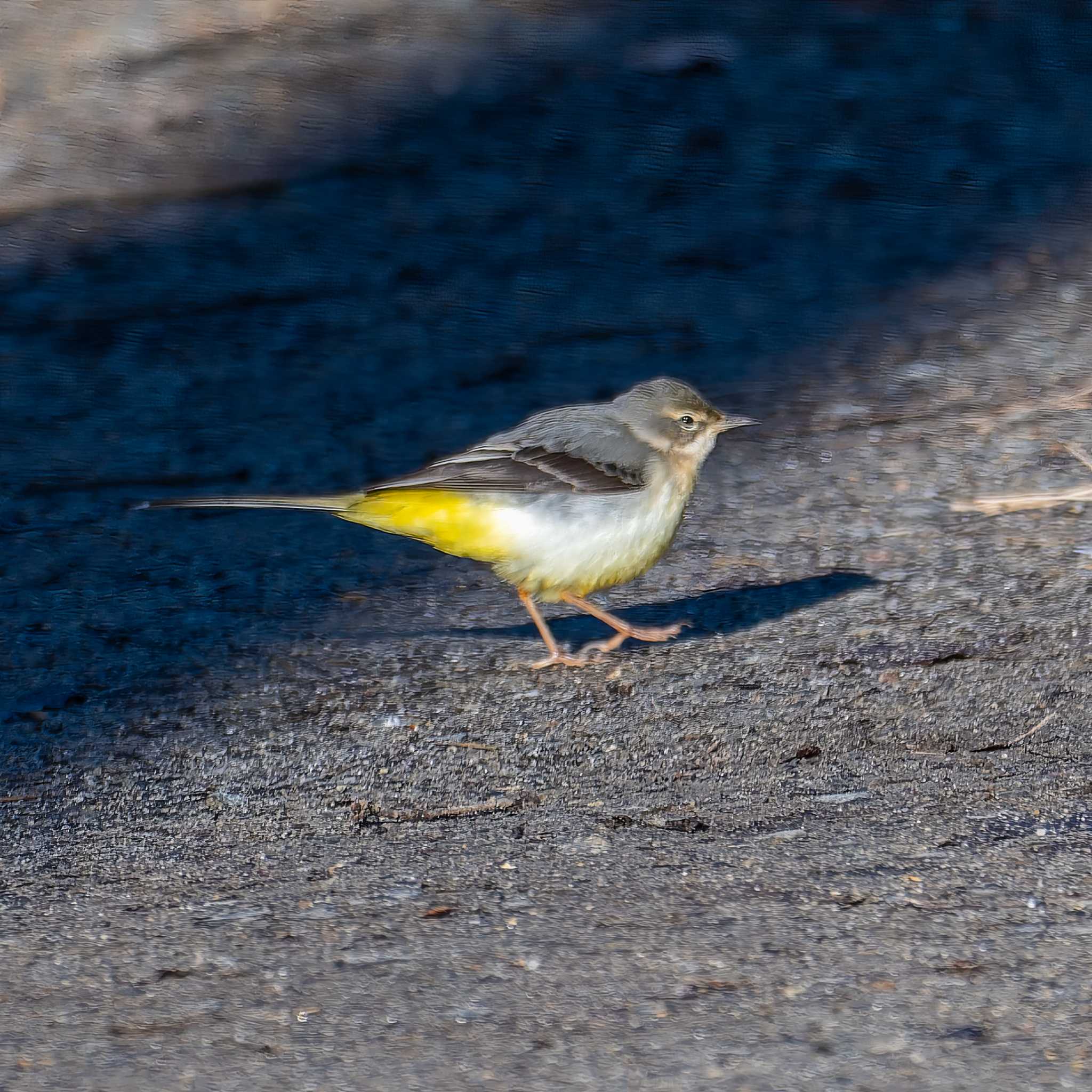 Photo of Grey Wagtail at Miyagi Kenminnomori by LeoLeoNya