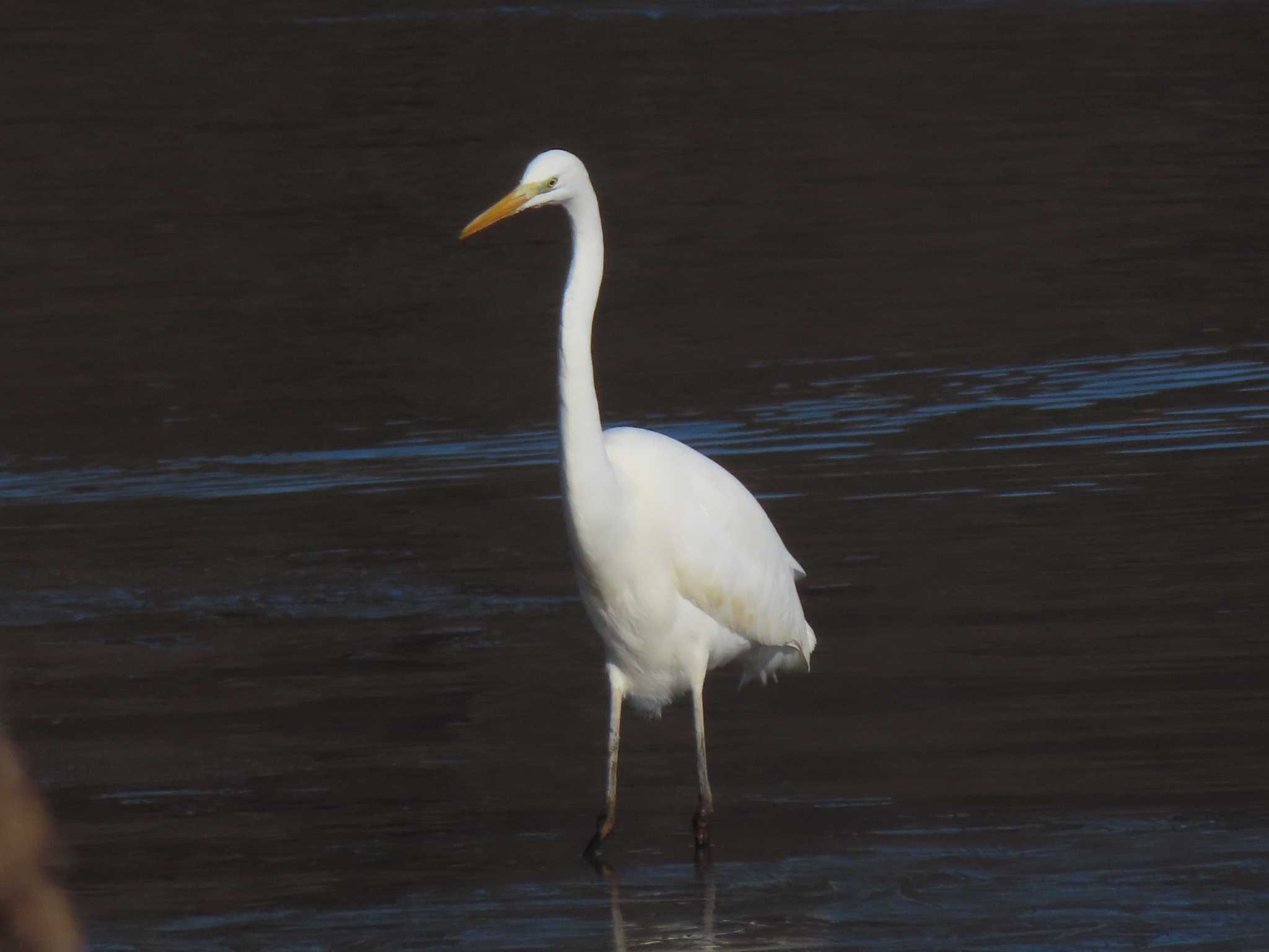 Great Egret