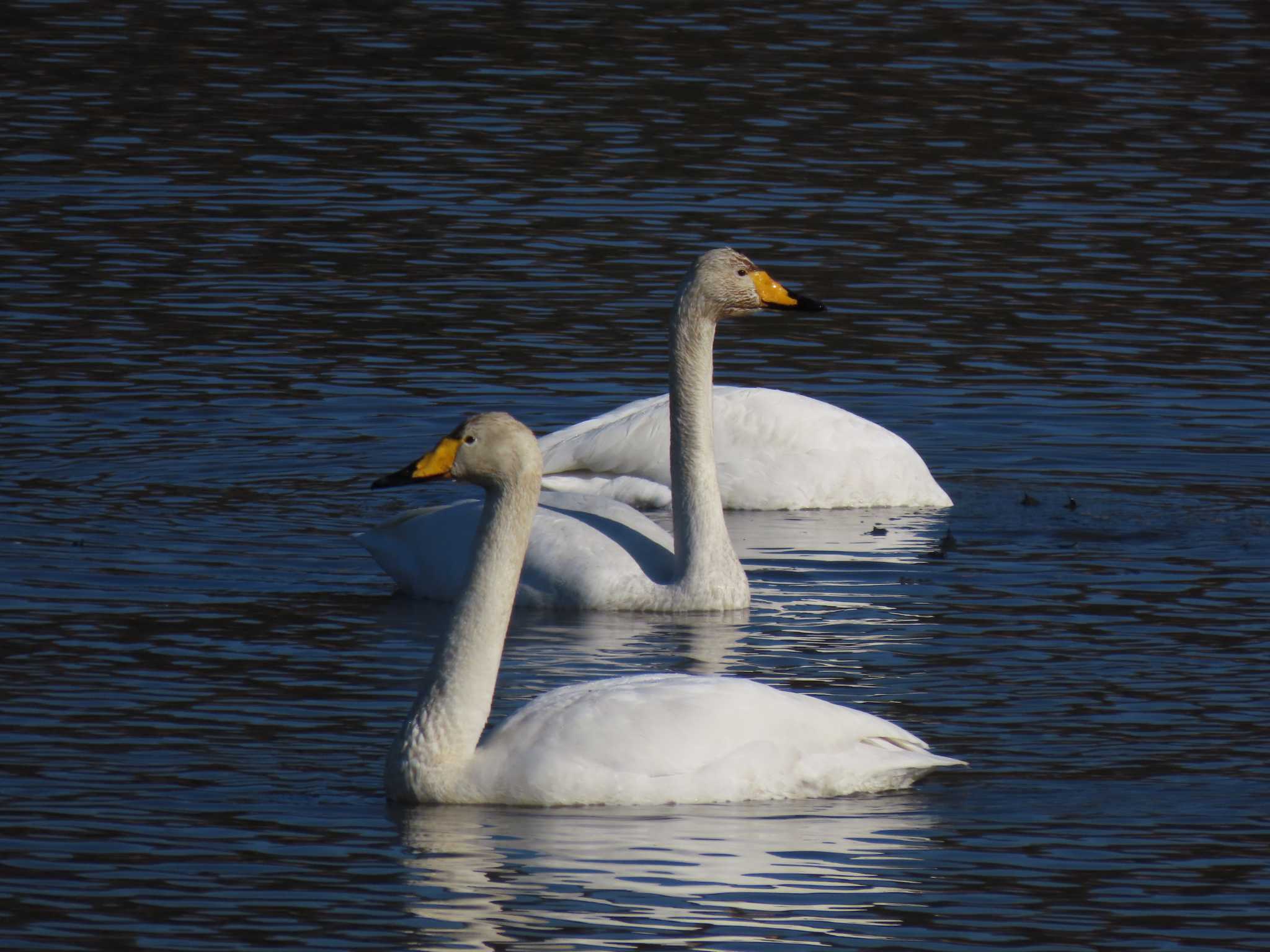 Whooper Swan