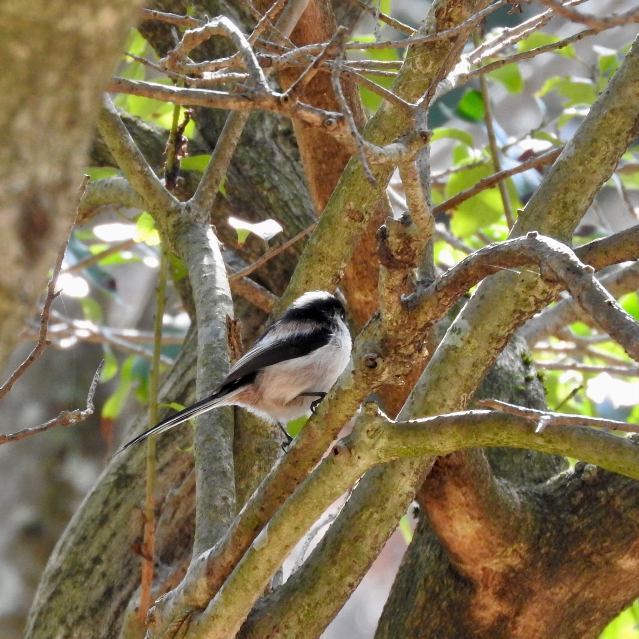 Photo of Long-tailed Tit at Kobe Forest Botanic Garden by miki