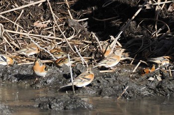 Sun, 1/7/2024 Birding report at JGSDF Kita-Fuji Exercise Area