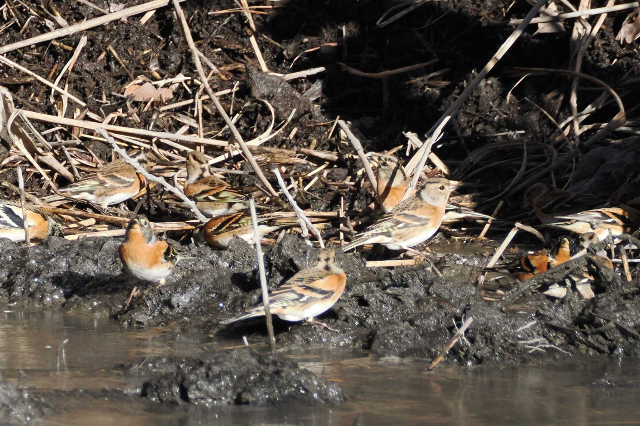 Brambling