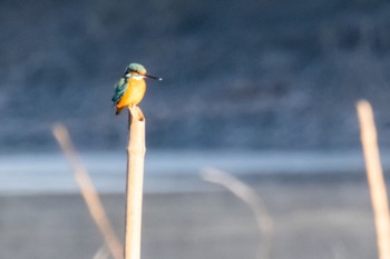 Common Kingfisher Watarase Yusuichi (Wetland) Sat, 1/6/2024