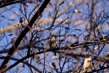 シメ 神奈川県立相模原公園 2024年1月6日(土)