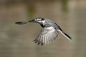 White Wagtail 名城公園 Sun, 2/4/2018