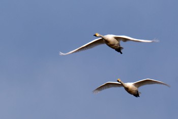 Whooper Swan 多々良沼公園 Thu, 1/4/2024