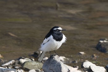 Japanese Wagtail 奈良 竜田川 Sun, 1/7/2024