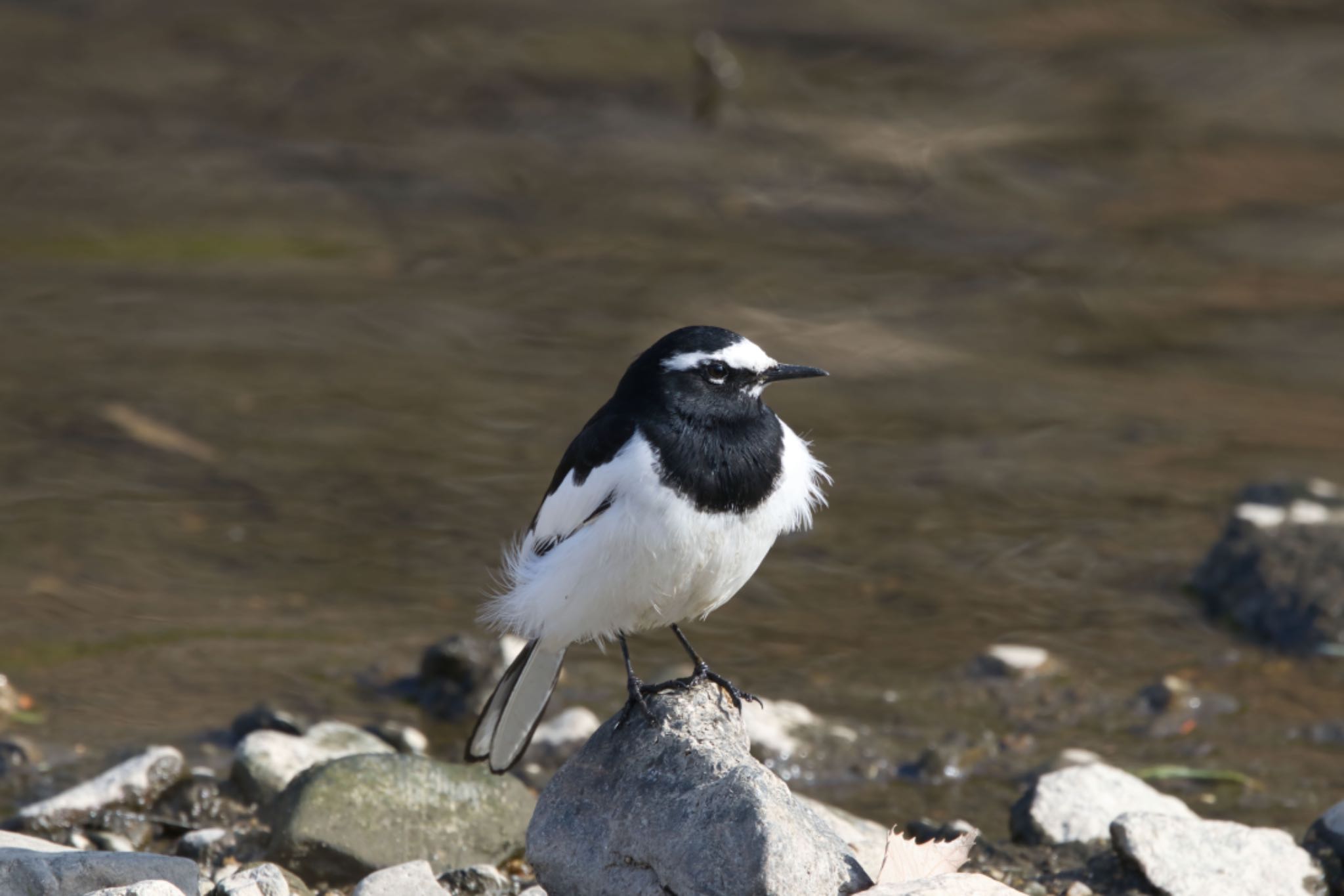 Photo of Japanese Wagtail at 奈良 竜田川 by アカウント15049