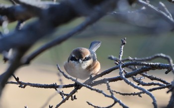 Bull-headed Shrike 奈良 竜田川、大和川、葛下川 Sun, 1/7/2024