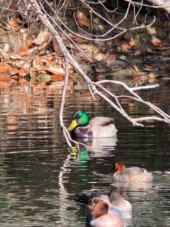 Mallard 生駒市萩原町 Sat, 1/6/2024