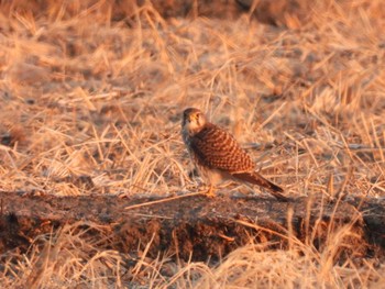 Sun, 1/7/2024 Birding report at 大久保農耕地