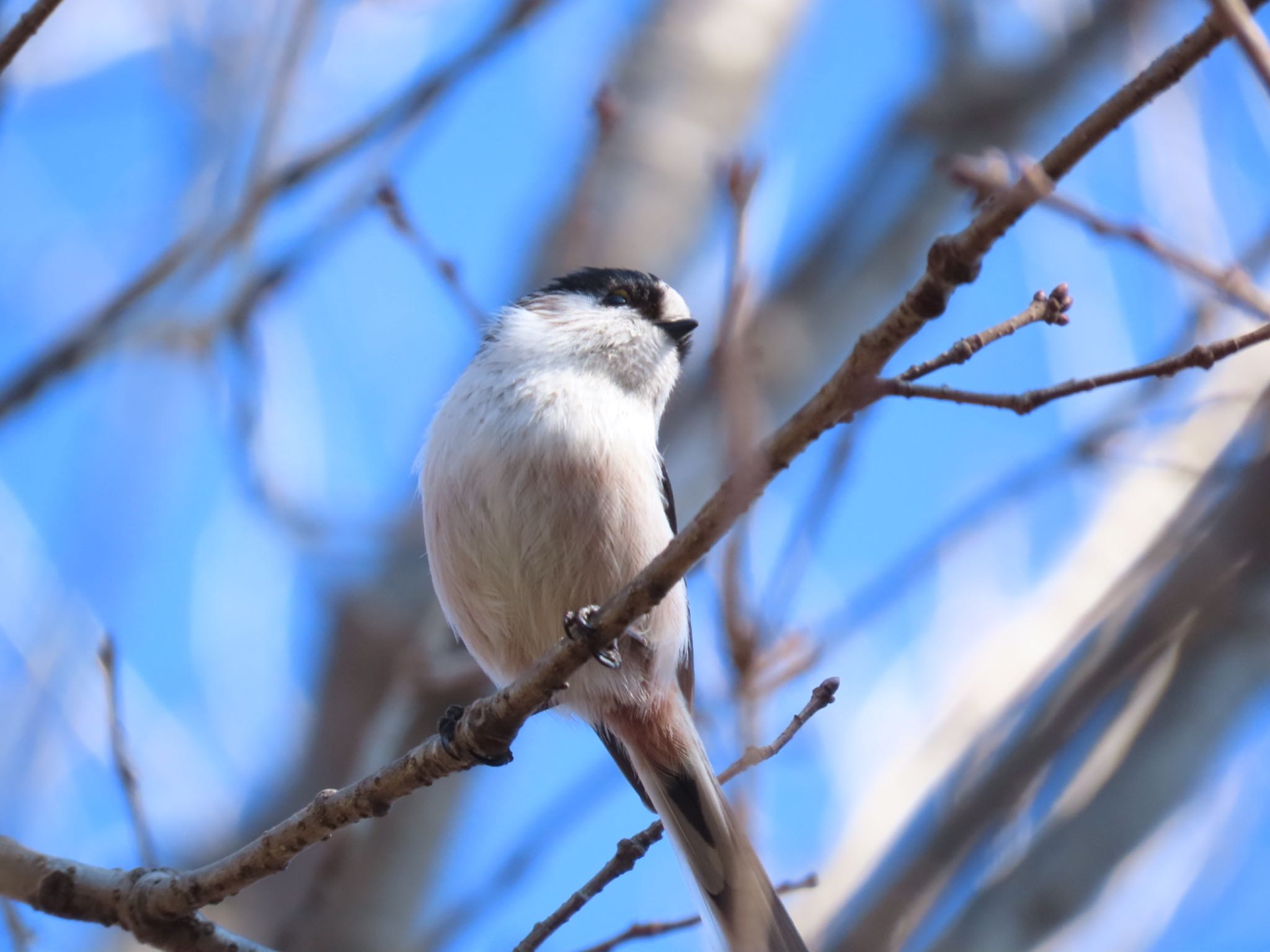 Photo of Long-tailed Tit at 三重県 by オヤニラミ