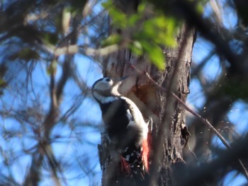 Great Spotted Woodpecker 愛知県森林公園 Tue, 12/26/2023