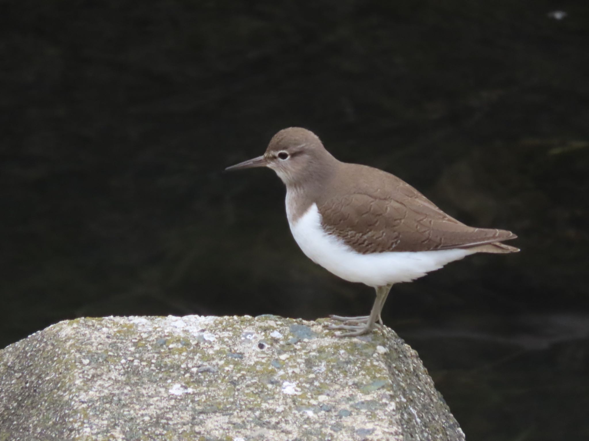 Photo of Common Sandpiper at 尾張旭 by オヤニラミ