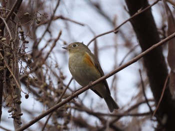 Red-flanked Bluetail 愛知県森林公園 Wed, 1/3/2024