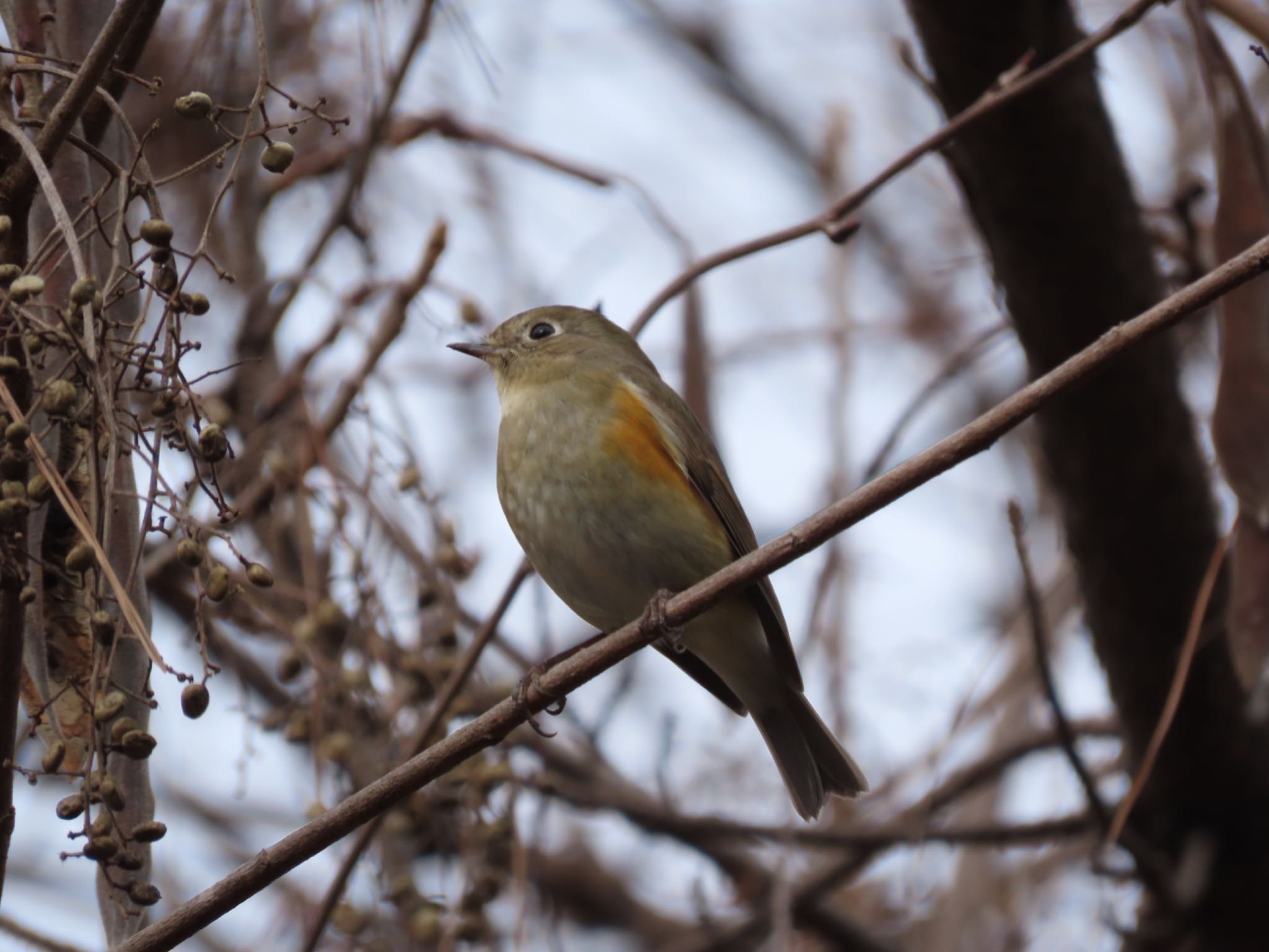 愛知県森林公園 ルリビタキの写真 by オヤニラミ