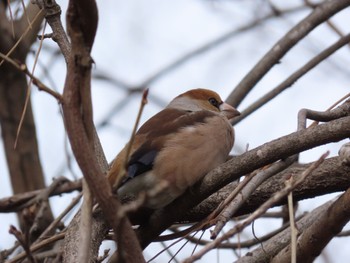 Hawfinch 愛知県森林公園 Wed, 1/3/2024