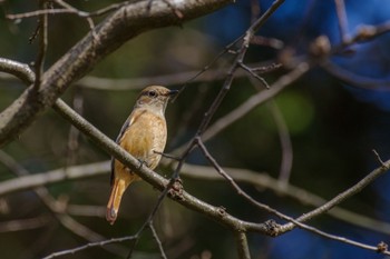 Daurian Redstart 牛久自然観察の森 Sun, 1/7/2024