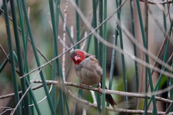 Crimson Finch Taronga Zoo Sydney  Mon, 7/2/2018