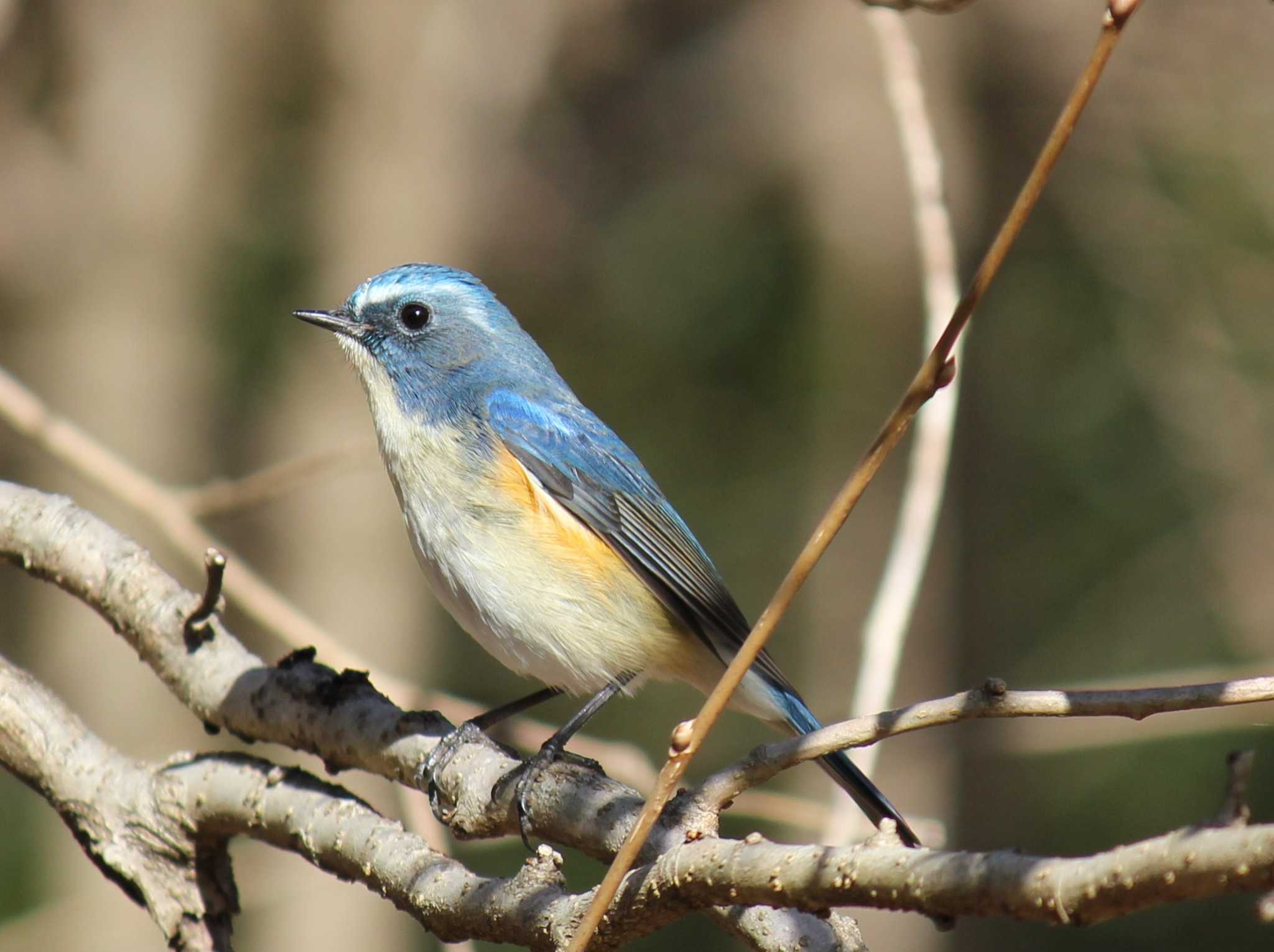 Photo of Red-flanked Bluetail at 高崎自然の森 by もねこま