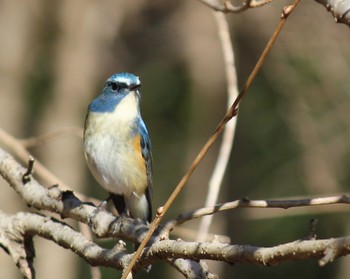 Red-flanked Bluetail 高崎自然の森 Sun, 1/7/2024