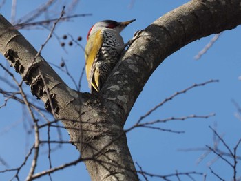 2024年1月7日(日) 野川公園の野鳥観察記録