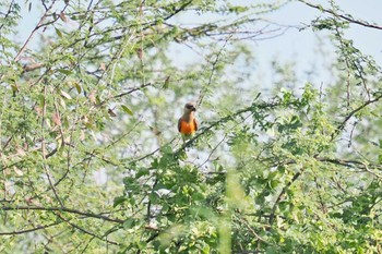 アカハラハネナガインコ