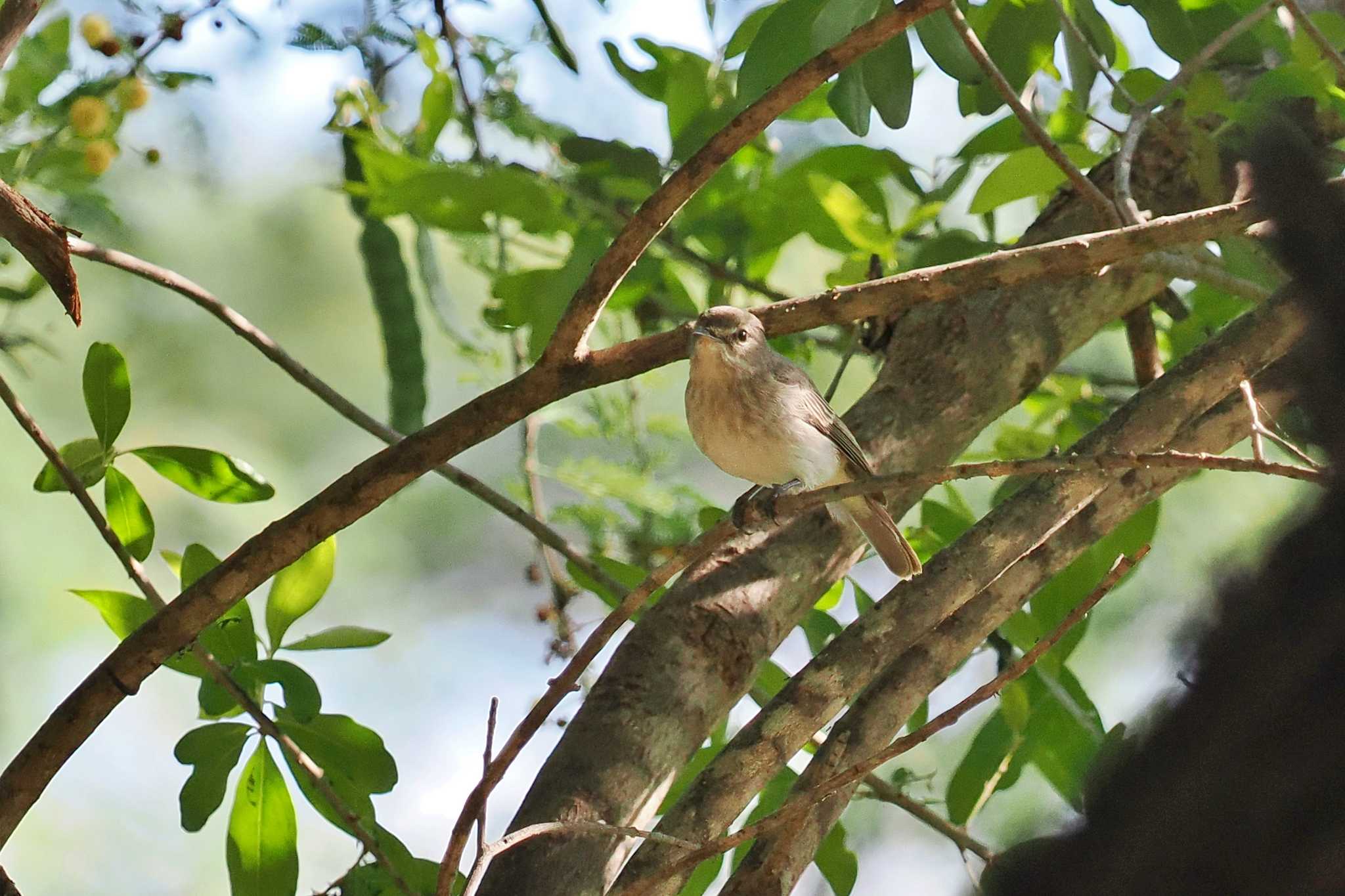 アンボセリ国立公園 アフリカコサメビタキの写真 by 藤原奏冥