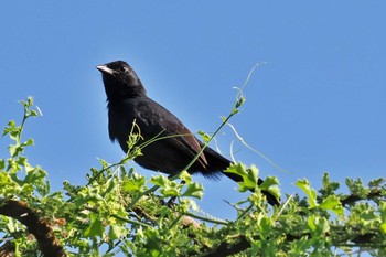 Slate-colored Boubou