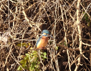 カワセミ 秋ヶ瀬公園 2024年1月7日(日)