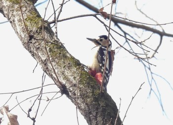 アカゲラ 秋ヶ瀬公園 2024年1月7日(日)