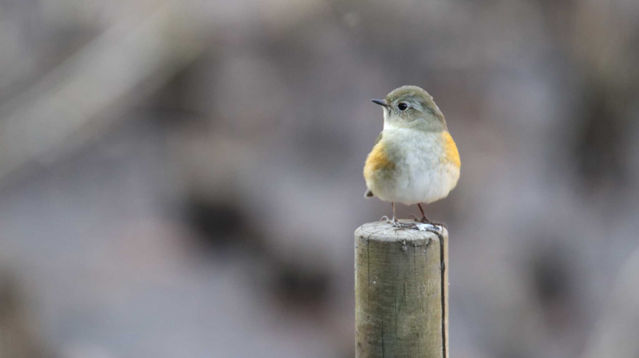 Photo of Red-flanked Bluetail at Kodomo Shizen Park by HISA HISA