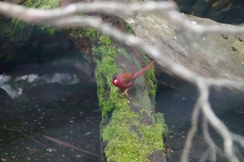 Crimson Finch Taronga Zoo Sydney  Mon, 7/2/2018