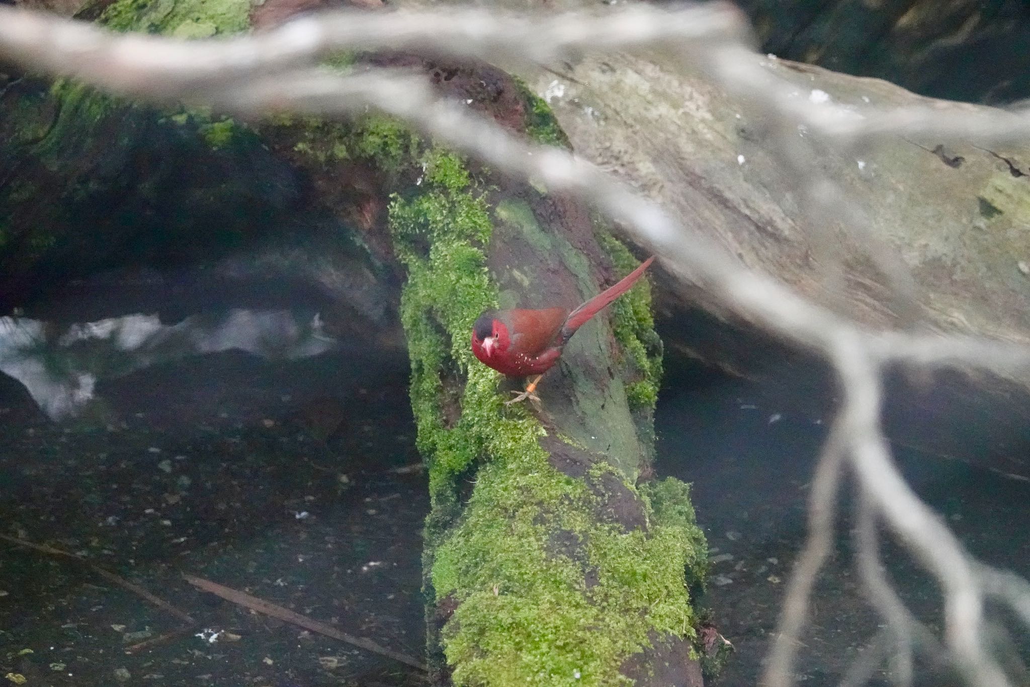 Photo of Crimson Finch at Taronga Zoo Sydney  by のどか