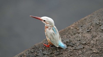 Common Kingfisher 柏尾川 Fri, 9/22/2023